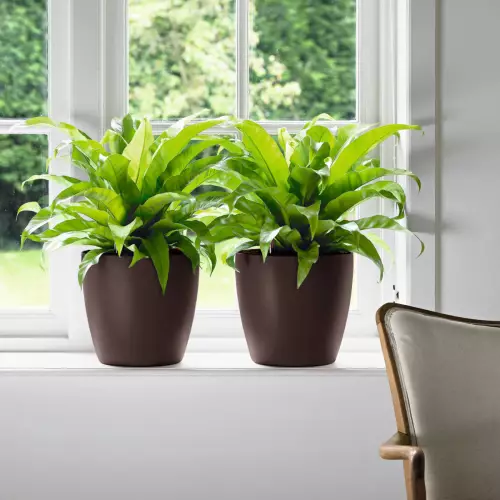 Języczniki w brązowych doniczkach Classico Color