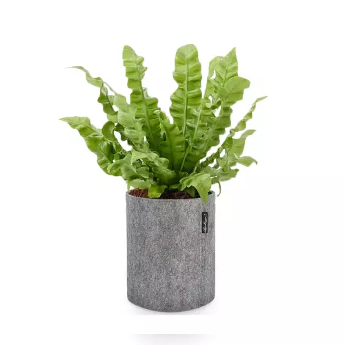 Asplenium w donicy Lechuza Trendcover 23 w kolorze ciemnoszary filc