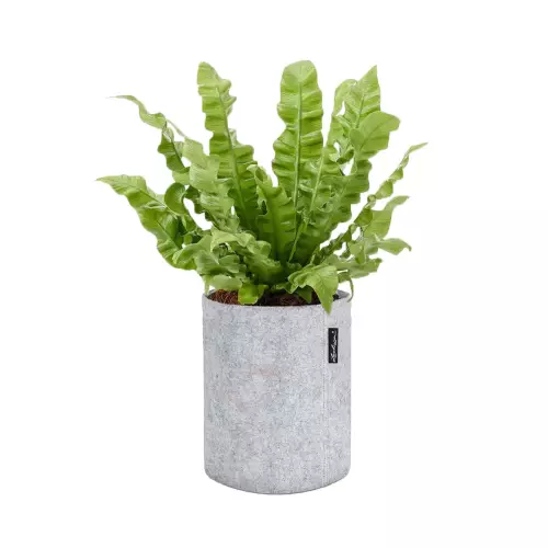 Asplenium w donicy Lechuza Trendcover 23 w kolorze jasnoszary filc