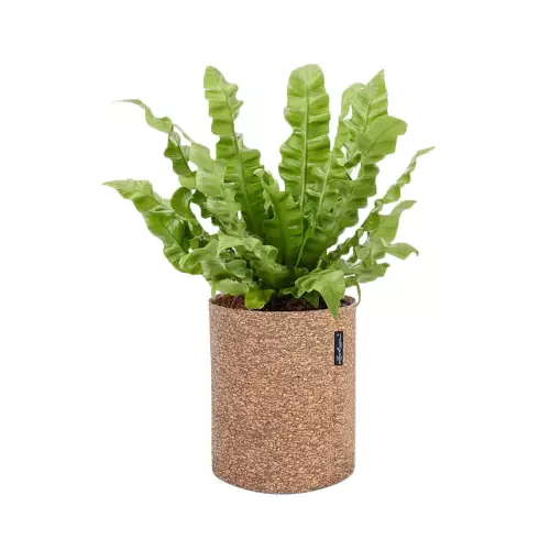 Asplenium w donicy Lechuza Trendcover 23 w kolorze ciemny korek
