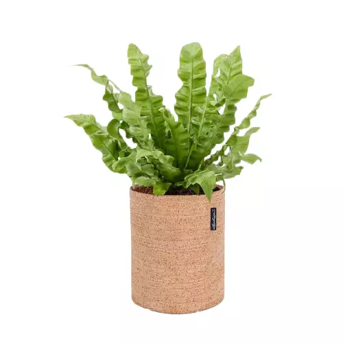 Asplenium w donicy Lechuza Trendcover 23 w kolorze jasny korek