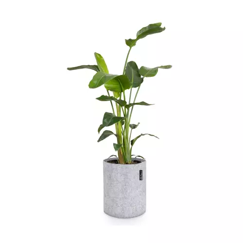 Strelicja w donicy Lechuza Trendcover 32 w kolorze jasnoszary filc