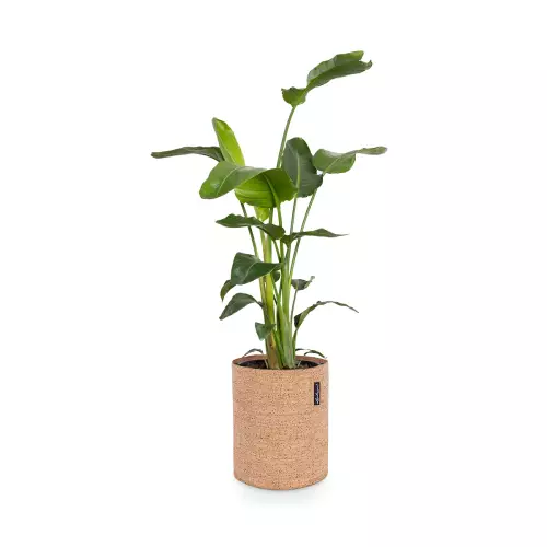 Strelicja w donicy Lechuza Trendcover 32 w kolorze jasny korek