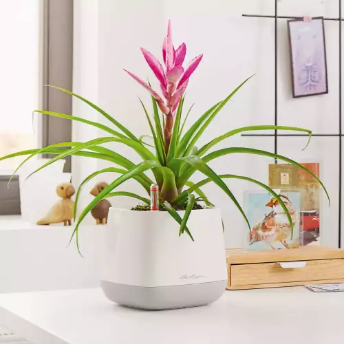 Doniczka Lechuza YULA biało-szara