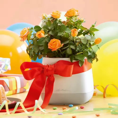 Doniczka YULA biało-szara z różami - prezent urodzinowy