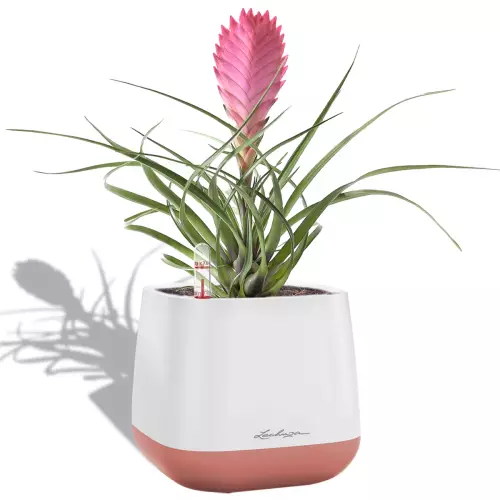 Bromelia w biało-złoto perłowej donicy Lechuza Yula
