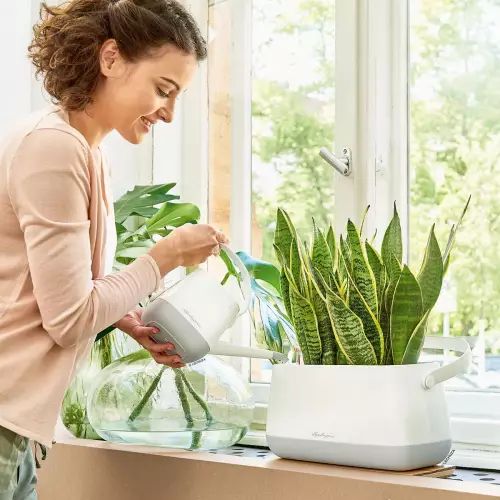 Doniczka - korytko Yula z sansevierią