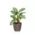 Calathea w brązowej doniczce Lechuza Classico Color LS 28