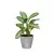 Calathea w beżowej doniczce Lechuza Classico Color LS 28