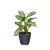 Calathea w szarej doniczce Lechuza Classico Color LS 28