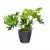 Filodendron w antracytowej doniczce Lechuza Classico Color LS 35