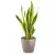 Sansevieria w brązowej donicy Lechuza Classico Color 18