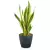 Sansevieria w szarej donicy Lechuza Classico Color 18