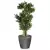 Drzewko bonsai w antracytowej donicy Lechuza Classico LS 43