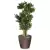 Drzewko bonsai w donicy Lechuza Classico LS 43 espresso