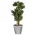 Drzewko bonsai w srebrnej donicy Lechuza Classico LS 43