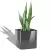 Sansevieria w antracytowej donicy Lechuza Cube Glossy 14