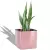 Sansevieria w kaszmirowej donicy Lechuza Cube Glossy 14