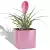 Bromelia w landrynkowej donicy Lechuza Cube Glossy 14