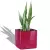 Sansevieria w wiśniowej donicy Lechuza Cube Glossy 14