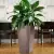 Calathea w donicy Lechuza CUBICO Premium 40 taupe