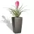 Bromelia w antracytowej donicy Cubico Premium 22