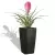 Bromelia w czarnej donicy Cubico Premium 22