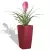 Bromelia w czerwonej donicy Cubico Premium 22