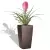 Bromelia w brązowej donicy Cubico Premium 22