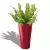 Asplenium w czerwonej donicy Lechuza Delta Premium 30