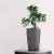 Ficus w antracytowej doniczce Lechuza Maxi-Cubi
