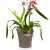 Storczyk w doniczce Lechuza Orchidea w odcieniu taupe