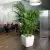 Palma Areca w białej donicy Quadro LS 43