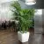 Palma Areca w białej donicy Quadro LS