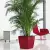 Palma Areca w czerwonej donicy Quadro LS
