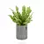 Asplenium w donicy Lechuza Trendcover 23 w kolorze ciemnoszary filc