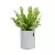 Asplenium w donicy Lechuza Trendcover 23 w kolorze jasnoszary filc