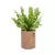 Asplenium w donicy Lechuza Trendcover 23 w kolorze ciemny korek