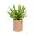Asplenium w donicy Lechuza Trendcover 23 w kolorze jasny korek