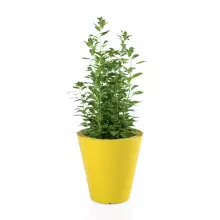 Donica z polietylenu OVO żółty