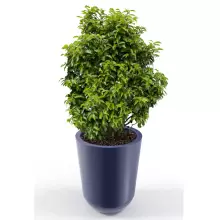 Donica z polietylenu WESTA PL-WE70 niebieski