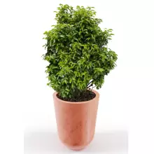 Donica z polietylenu WESTA PL-WE70 terakota