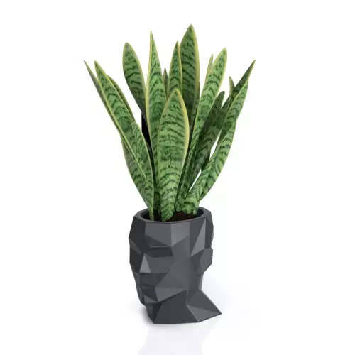 Sansevieria w antracytowej donicy Adonis