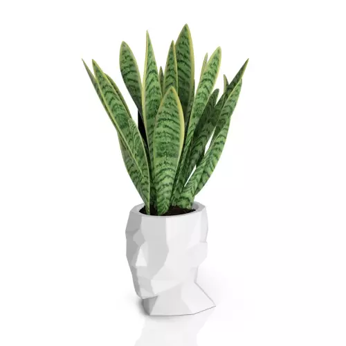 Sansevieria w białej donicy Adonis