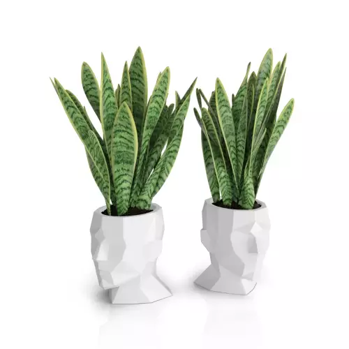 Białe doniczki głowy Adonis z Sanseverią