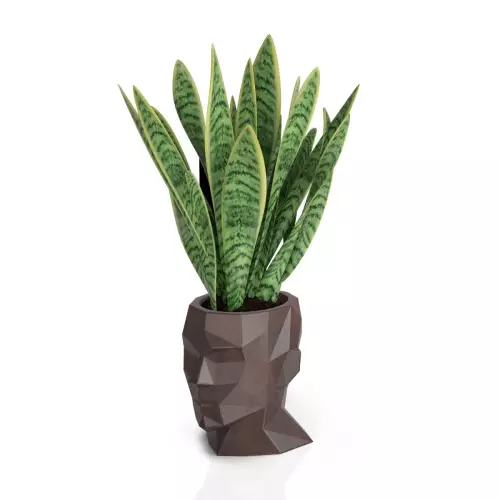 Sansevieria w brązowej donicy Adonis