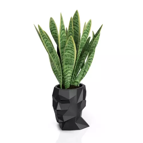 Sansevieria w czarnej donicy Adonis