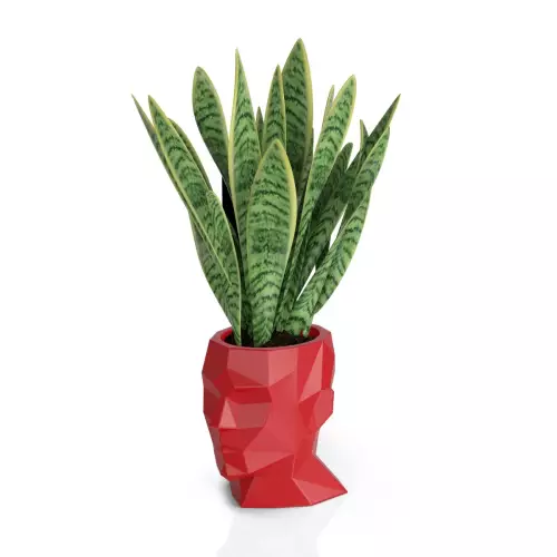 Sansevieria w czerwonej donicy Adonis