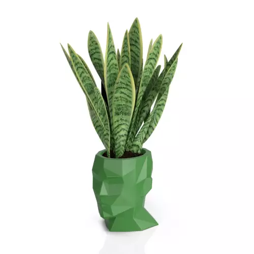 Sansevieria w limonkowej donicy Adonis