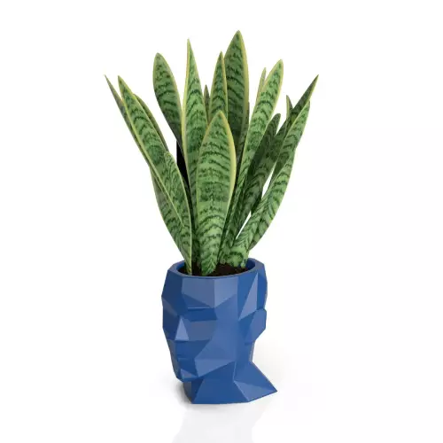 Sansevieria w niebieskiej donicy Adonis